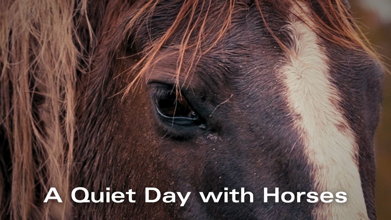 Living the Story | A Day at Zorro’s Crossing Horse Sanctuary