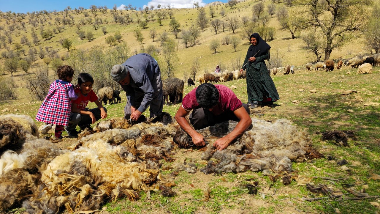 Nomadic Life | Nomadic Style Sheep Shearing | Nomadic Spring Ritual 🏕️🌿