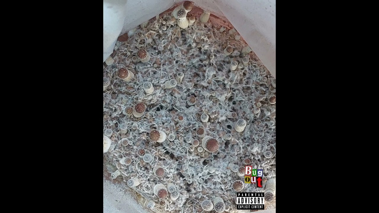 Bugout - Deception (Prod.@Geekinz )