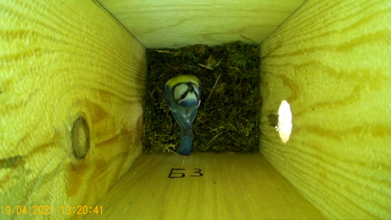 Лазоревки осваивают синичник ( Cyanistes caeruleus )