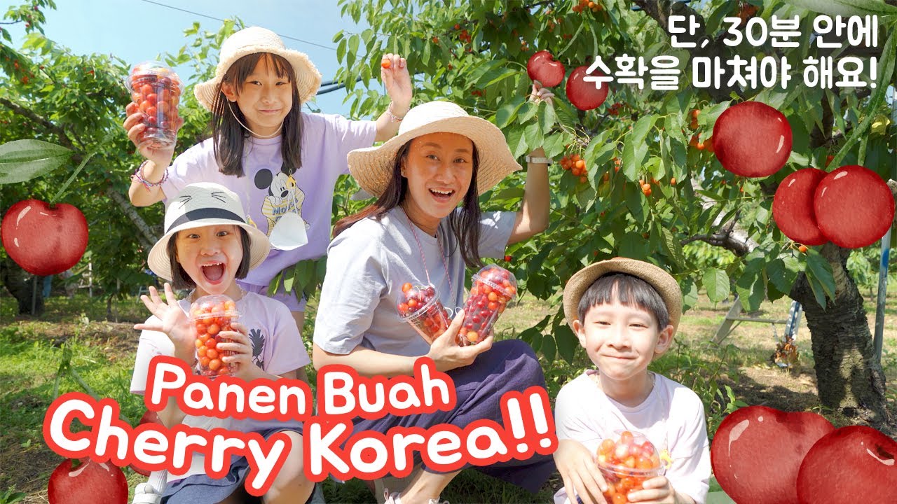 PETIK Buah CHERRY SEPUASNYA! 30 Menit TIDAK CUKUP!! 체리를 직접 따는 체리농장에 다녀왔어요!