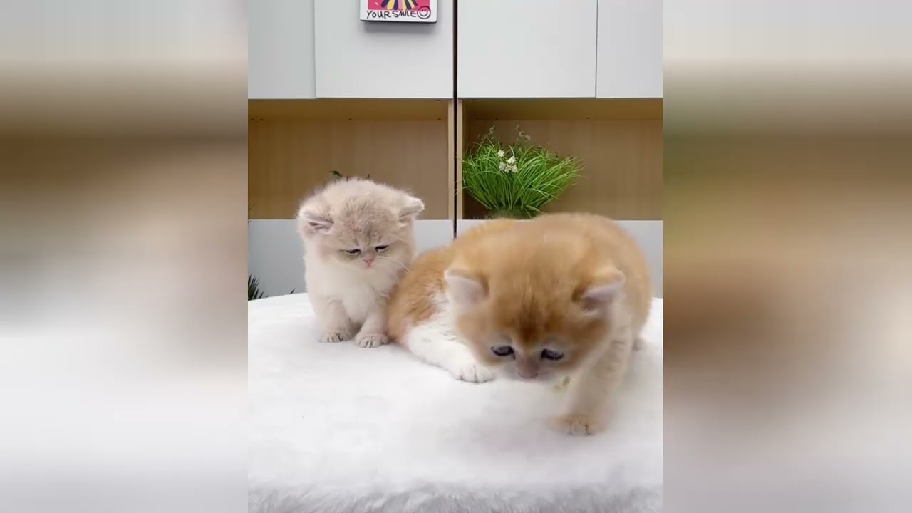 Adorable tiny kittens will make everything feel better