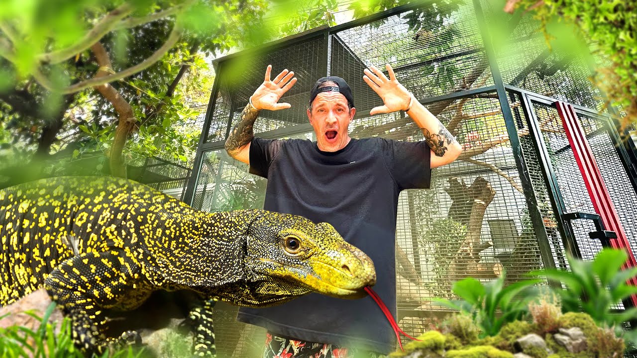 Mon NOUVEAU VARAN CROCODILE d&eacute;couvre sa VOLI&Egrave;RE XXL ! TOOPET
