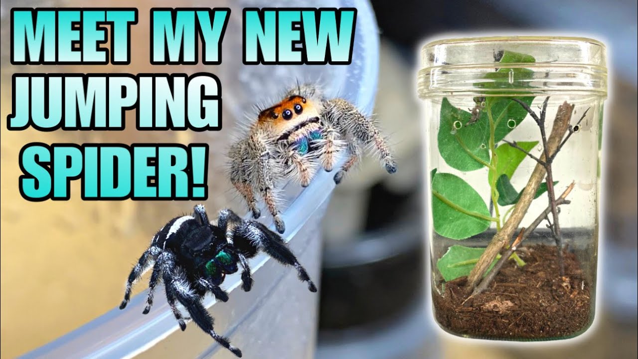 MEET MY NEW ADORABLE JUMPING SPIDER! REGAL JUMPING SPIDER FEEDING + UPDATE! (Phidippus regius)