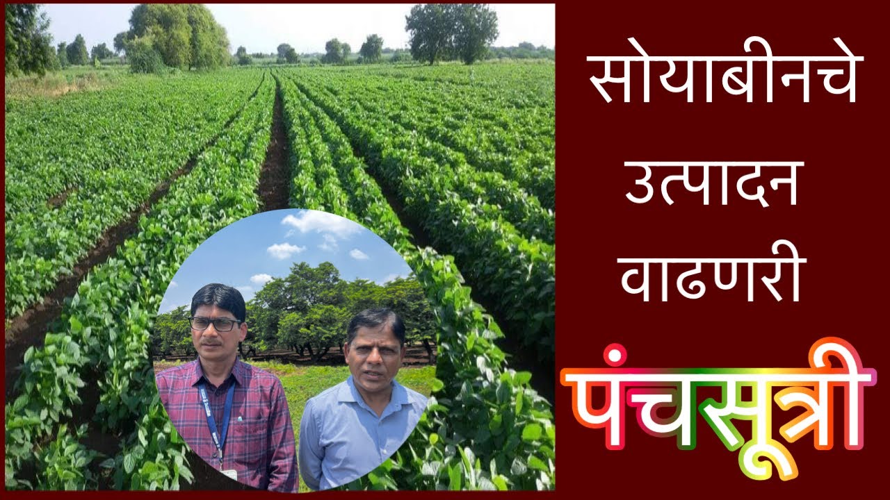 या पंचसूत्रीने सोयबीनचे उत्पादन वाढणारच।soybean panchasutri