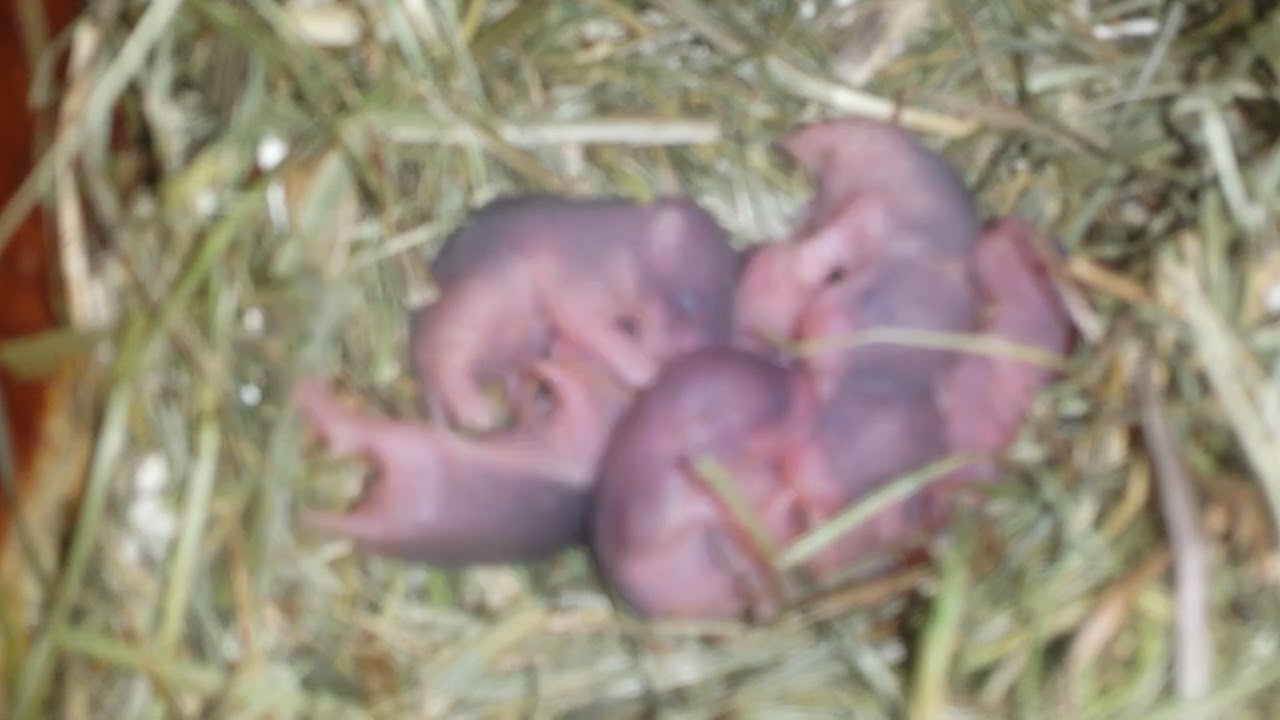 Teddyhamster Wurf210 Babies im Nest mit leichter Pigmentierung