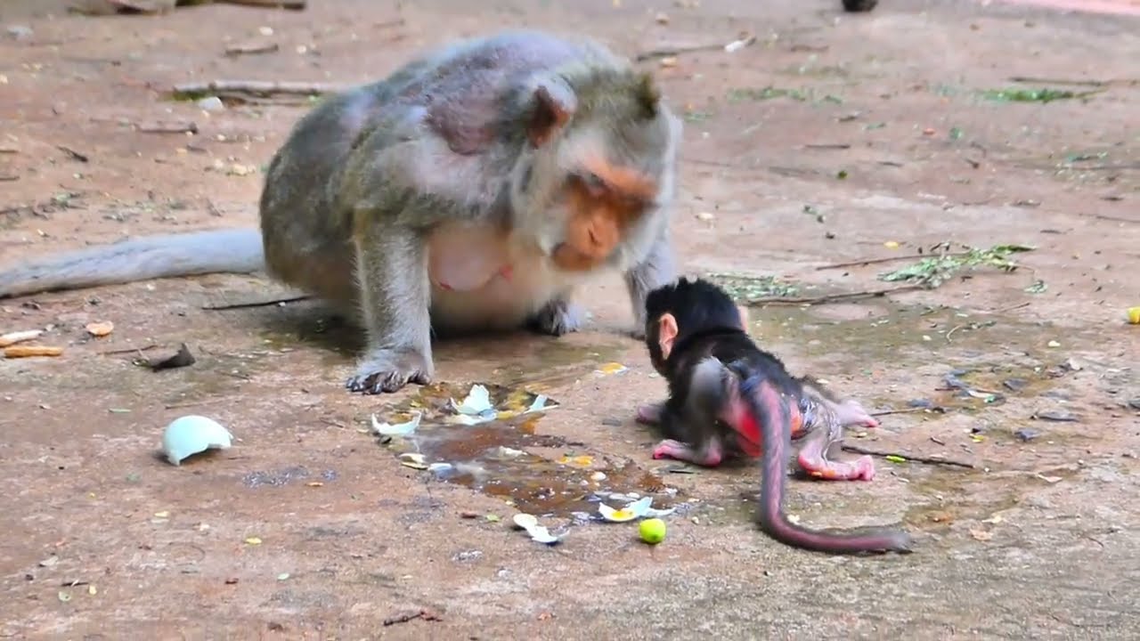 Beautiful Moment as Newborn Baby Monkey Tries First Step Beside Loving Mama.