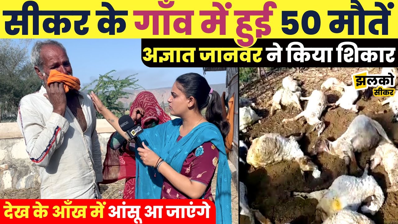 सीकर के रेवासा गांव में भेड़ बकरियों पर अज्ञात जानवर ने किया हमला, किसान हुआ बर्बाद ~ Sikar News