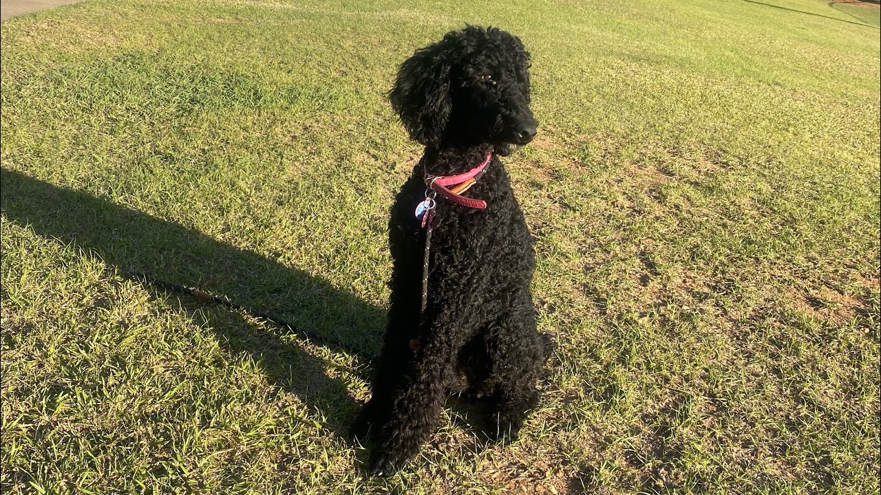 Training my Standard Poodle: Episode 11: My dog hates her crate: Building value for the crate