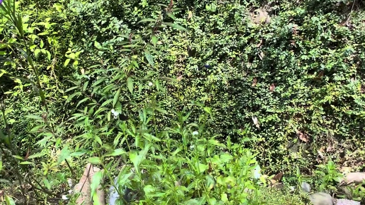 光葉水菊（學名：Gymnocoronis spilanthoides），正確名稱為「光冠水菊」常被作為水族造景與園藝觀賞植栽。它在台灣具強烈侵略性，繁殖迅速，雖是極佳的蝴蝶（特別是斑蝶）