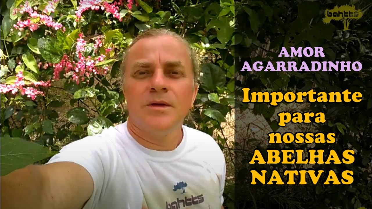 Amor AGARRADINHO - ABELHAS NATIVAS em suas FLORES!
