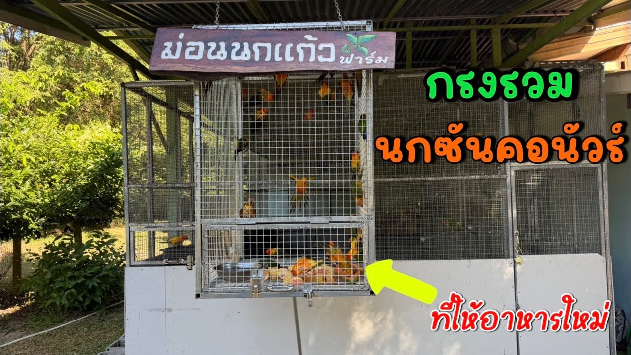 กรงรวม นกซันคอนัวร์