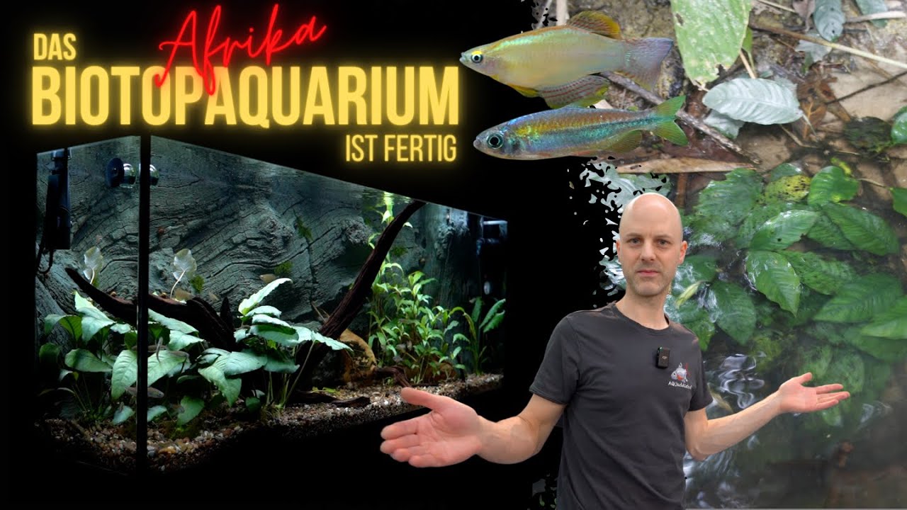 Fische für das fertige Afrika Biotop-Aquarium | Algenfresser aus Afrika | Seltene Leuchtaugenfische