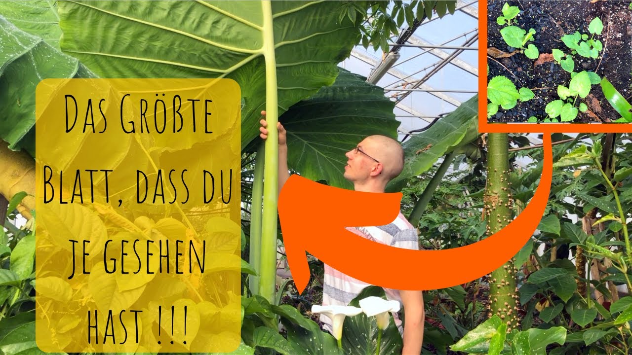 Colocasia gigantea laosy giant: wenn das Blatt so groß ist wie du selber :)