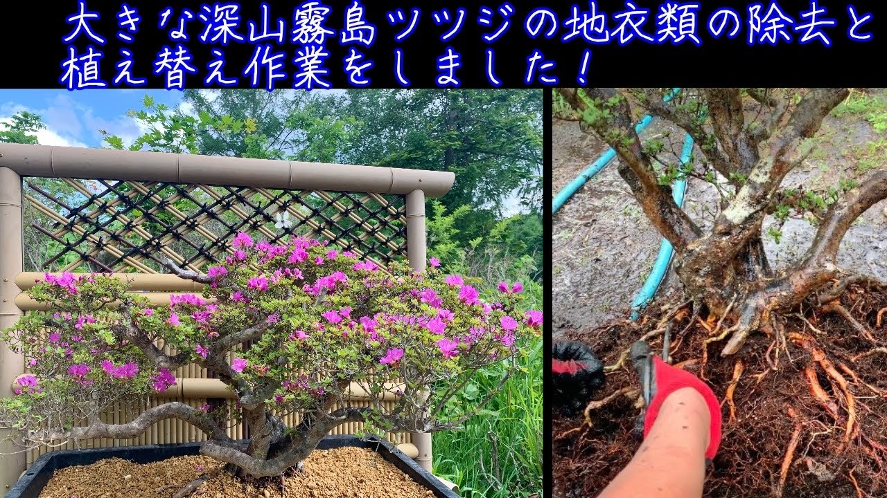 深山霧島ツツジの植え替え作業と地衣類の除去をしました！Rhododendron kiusianum　Kyushu Azalea　BONSAI