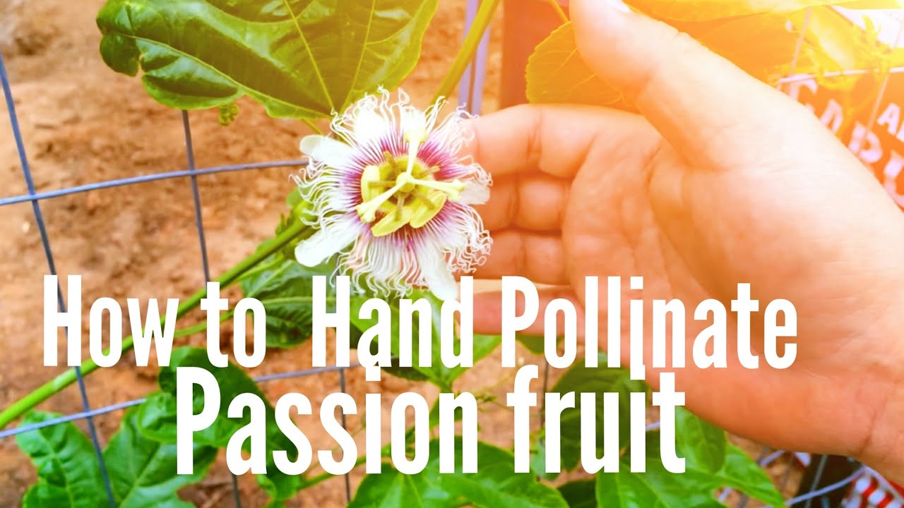 How to Hand Pollinate Passion fruit 06-12-15 (High Density Espalier Gardener)