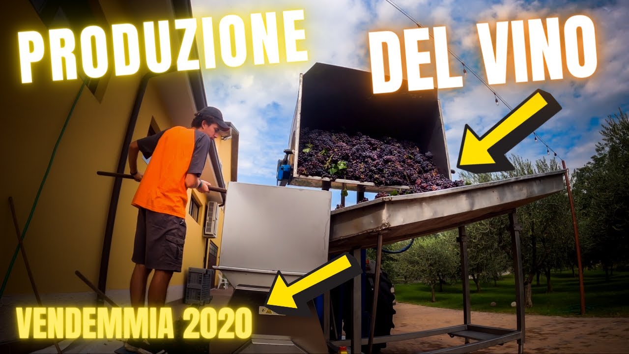 Vendemmia 2020 | Produzione Vino nella nostra piccola Cantina | Filips Country