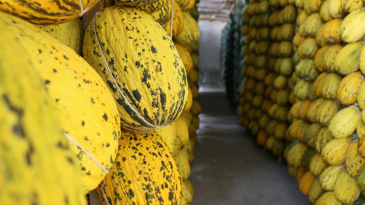 Tadıyla ünlü Kırkağaç kavunu tohumları toprakla buluştu