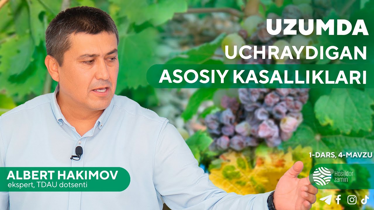 UZUMDA UCHRAYDIGAN ASOSIY KASALLIKLARI | 4-dars