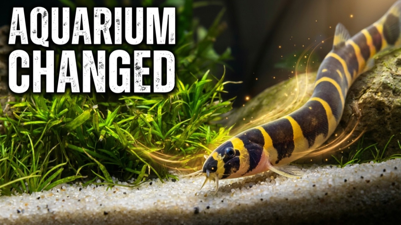 Why you NEED a Kuhli Loach in your LIFE!