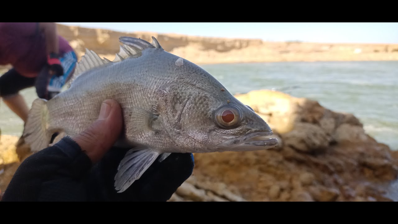 مفيض توشكى وبحيره ناصراقوي رحله في ليله راس السنه كل سنه وانتم طيبين