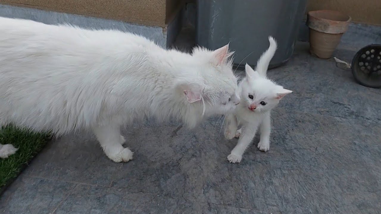 Mother Cat Is So Possessive For Her 1 Month Old Kittens 