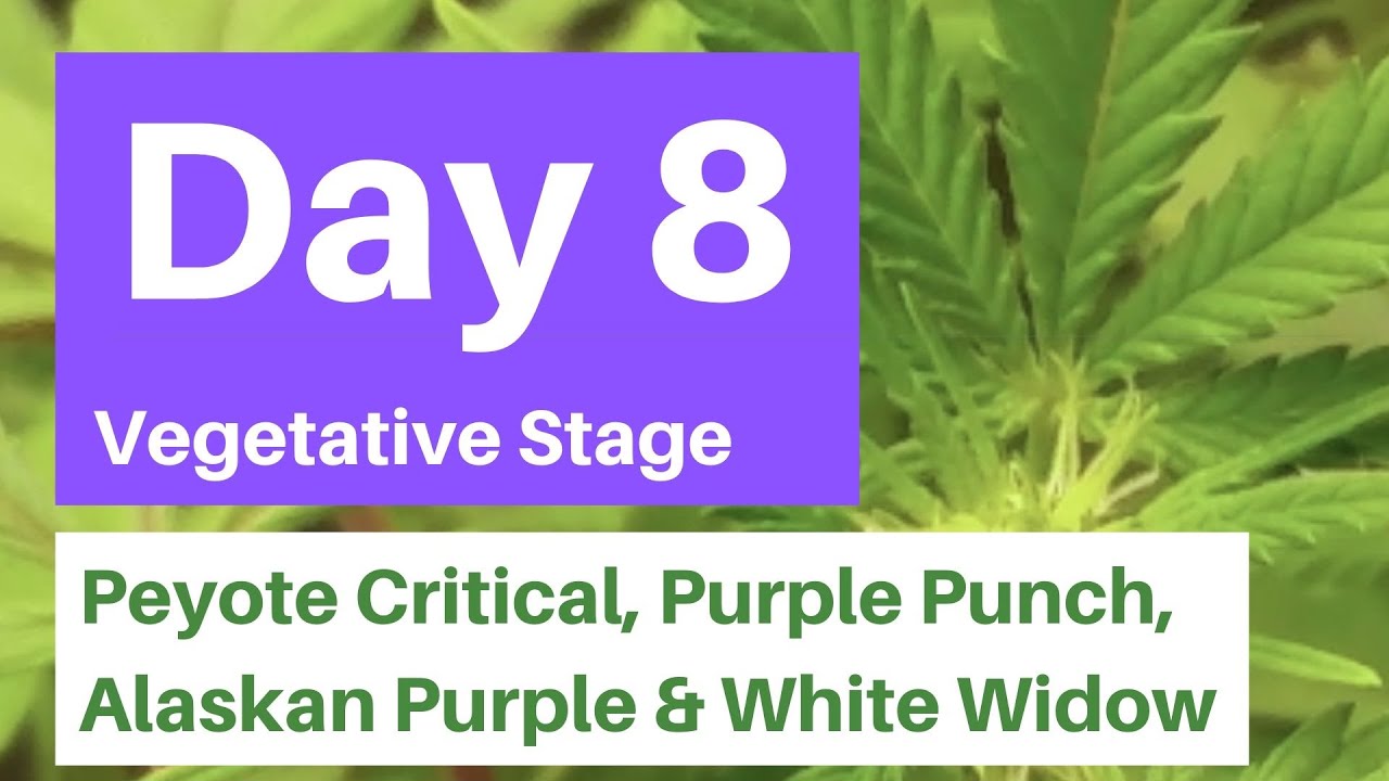 Peyote Critical, Purple Punch, Alaskan Purple, White Widow & Mystery Weed Plants - Day 8 Veg Stage