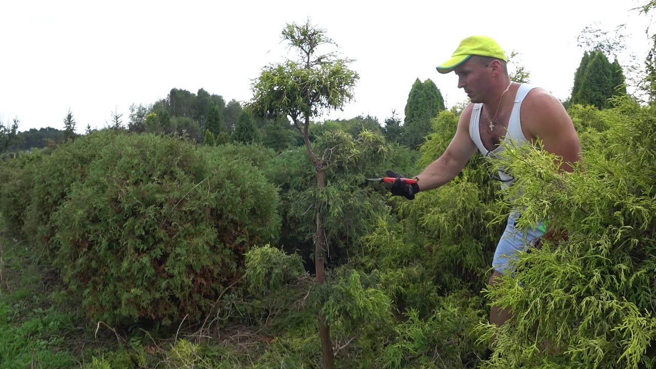 Formowanie Cyprysika Niwaki topiary Pruning 'Niwaki' Japanese