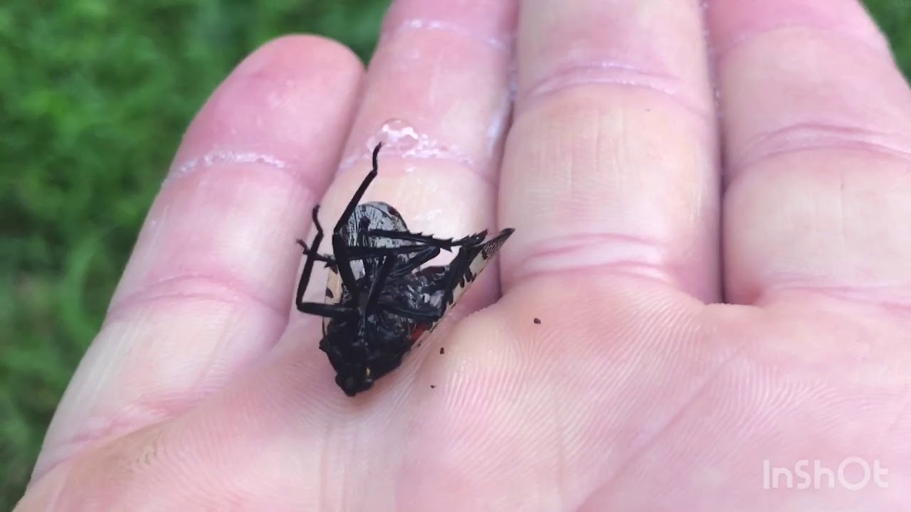 Dawn dish soap verses Spotted Lantern Fly