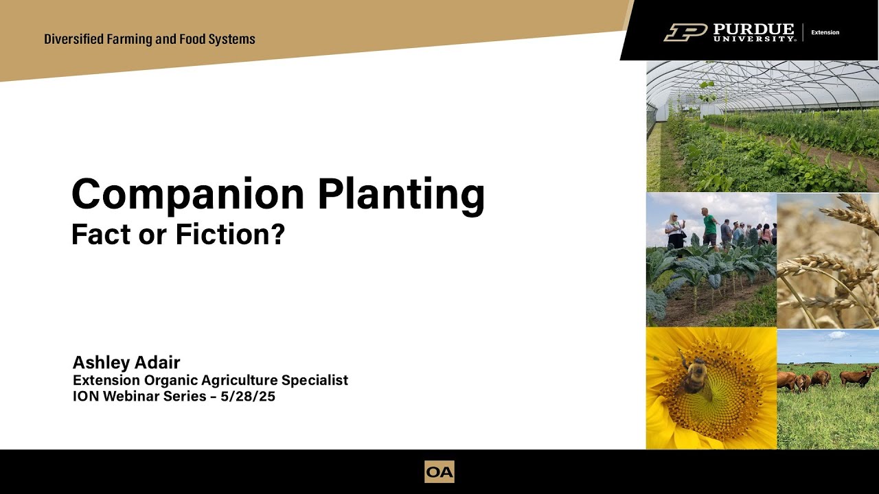 Companion Planting - Fact or Fiction?