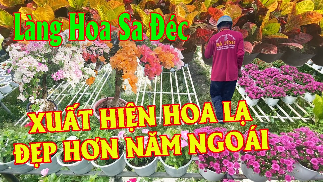 Xôn Xao Làng Hoa Sa Đéc Xuất Hiện Hoa Lạ Đẹp Hơn Năm Ngoái | Góc Miền Tây #561