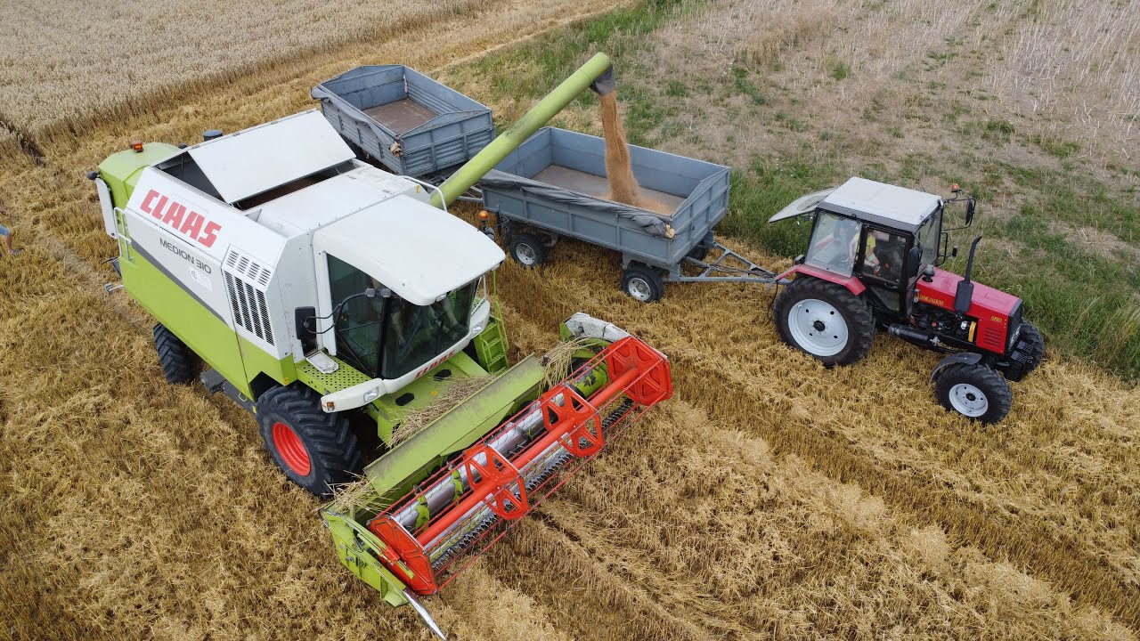 Żniwa pszenicy 2024! 📣 Claas Medion 310 😍 Massey Ferguson 5455 🔥 Belarus 820 🔥
