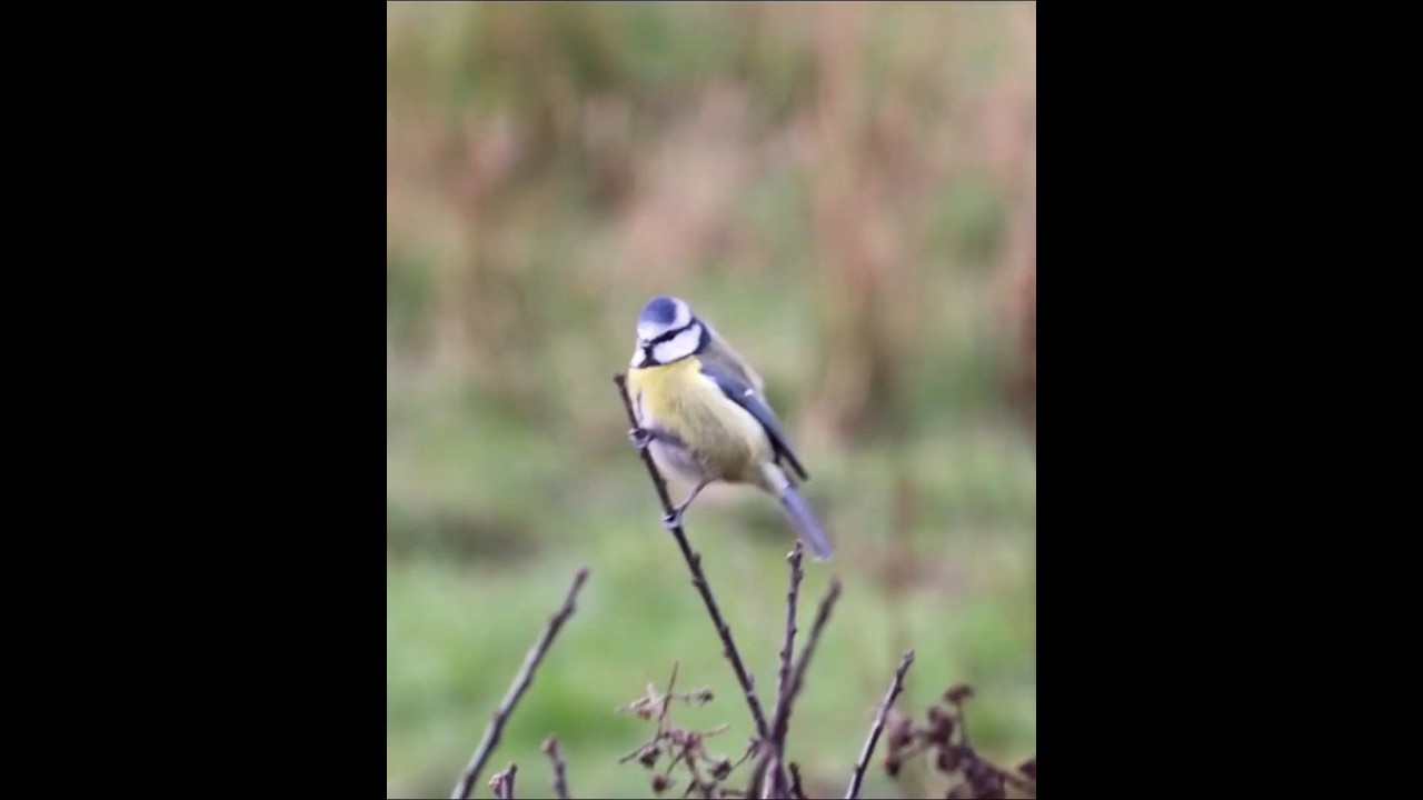  DIFFERENT WILDLIFE VISITING GARDEN 