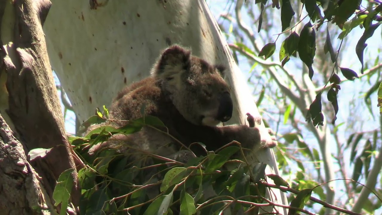 Stunning Koalas but sadly no reading glasses