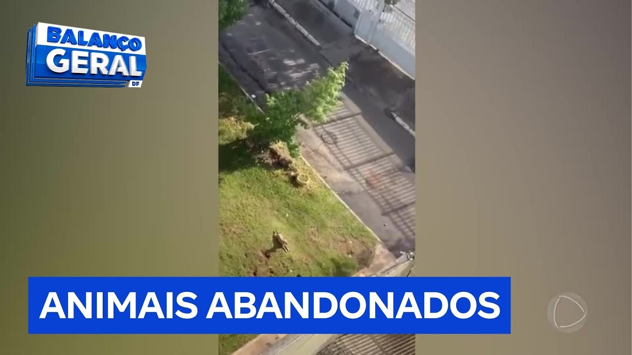 Moradores do Guará enfrentam ataques de cães soltos nas ruas | Balanço Geral DF