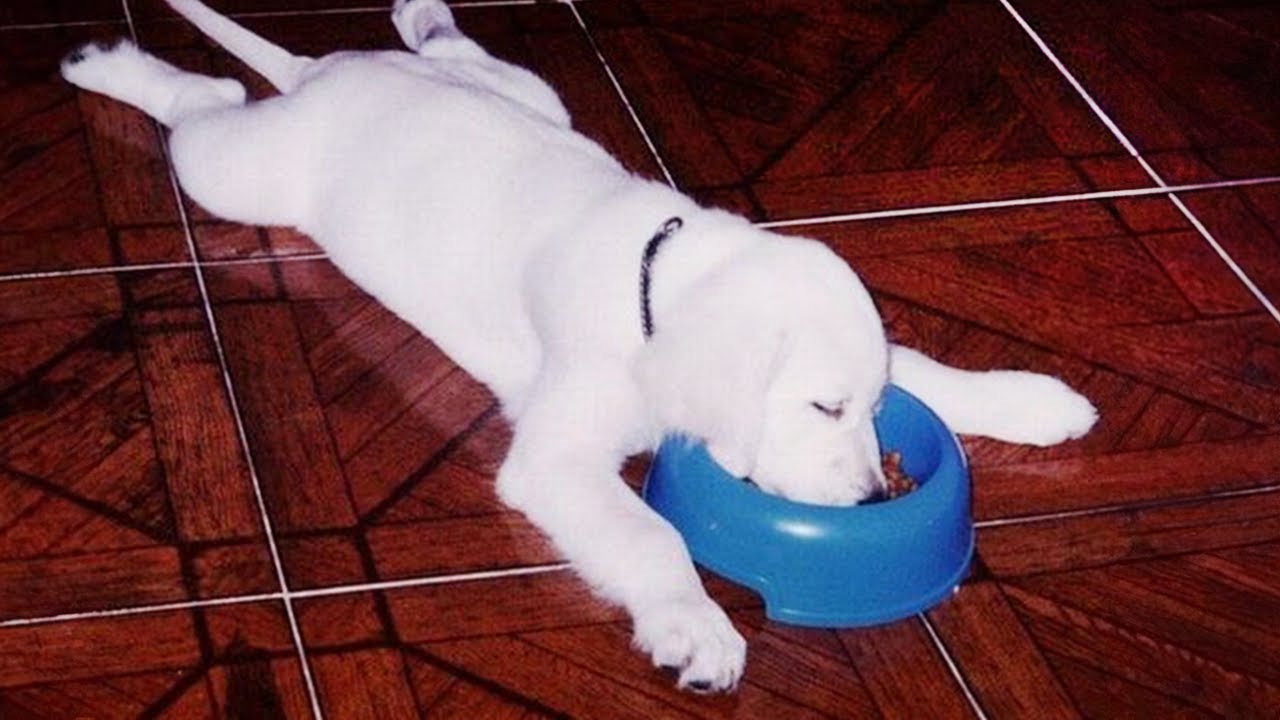 Top LAZIEST Dogs of ALL TIME 🤣🐶 NEW Funny Dog Videos