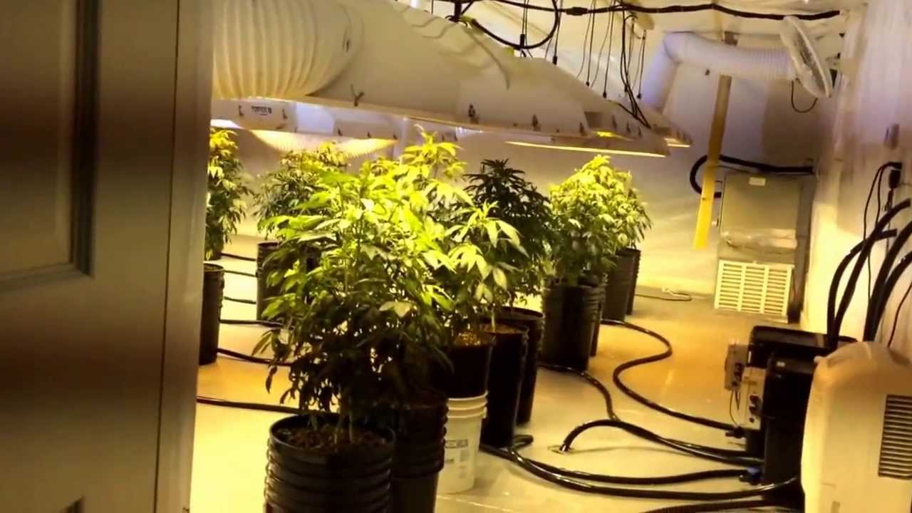 Grow rooms trellis netting in veg