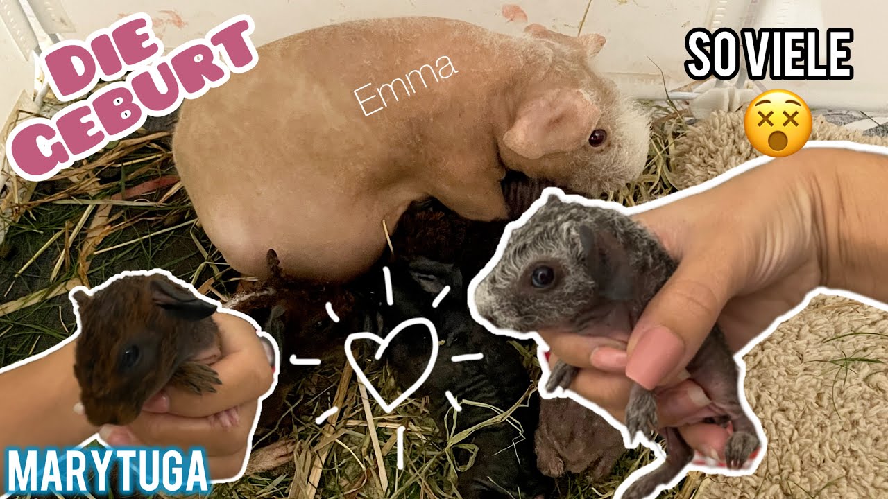 Meerschweinchen Geburt 😍 Sie bekommt 5 Babys | Marytuga