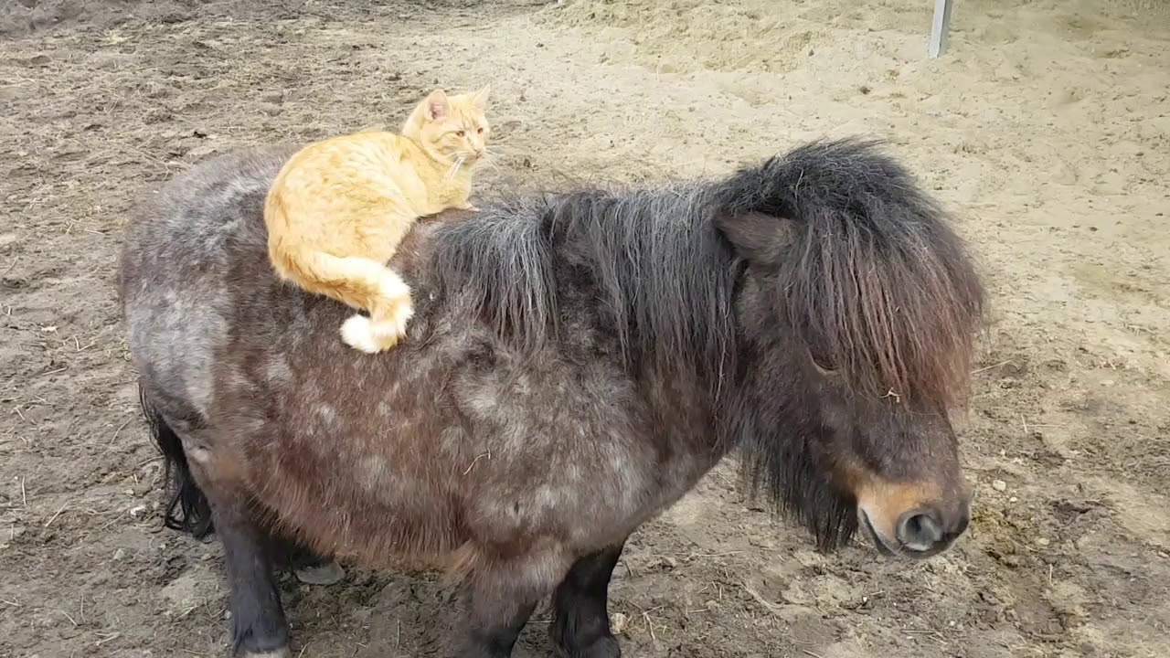....als der Kater Reiten lernte... 😀