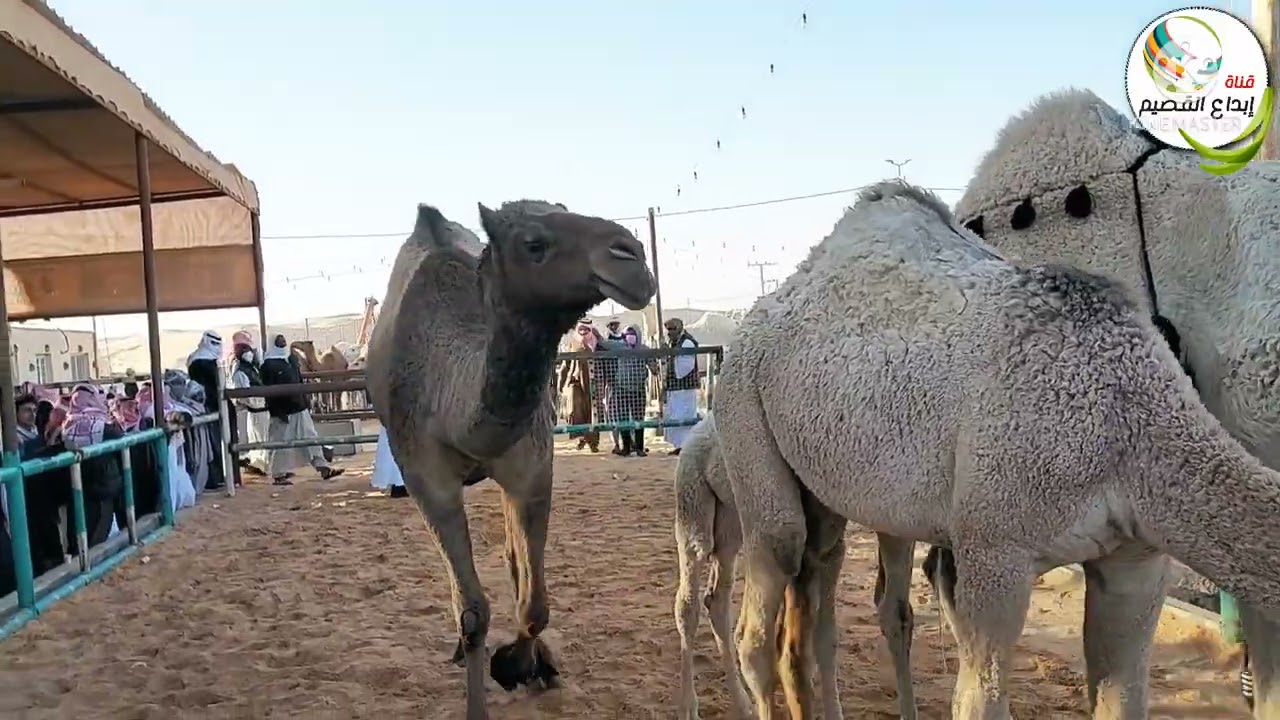 عنيزه/مزاد الإبل عصرا الجمعه ١٨/٦/١٤٤٣