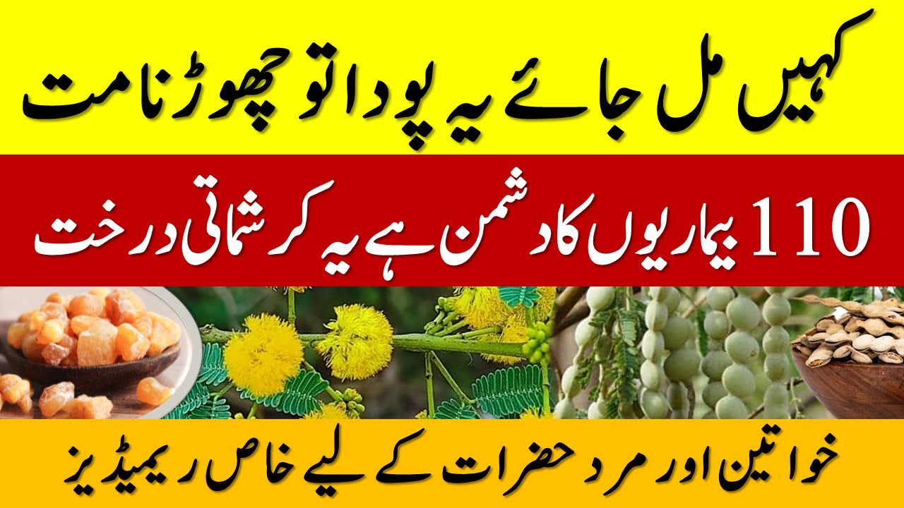 Kikar Ke Fawaid || Kikar ki Chaal ke Fayde || Kikar ke Phool ke Fayde || Kikar Gond ke Fayde