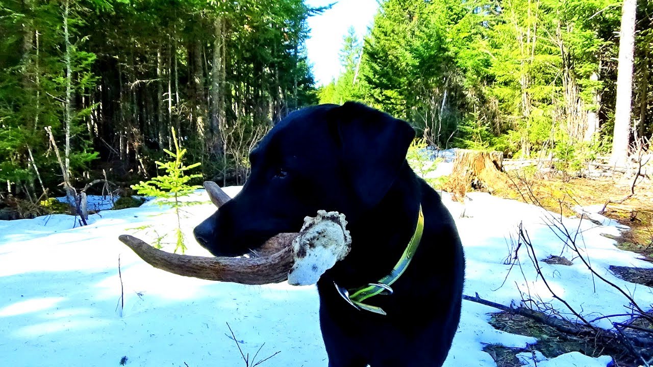 Maine Moose Shed Hunting with a Dog | Shed Tour 2021