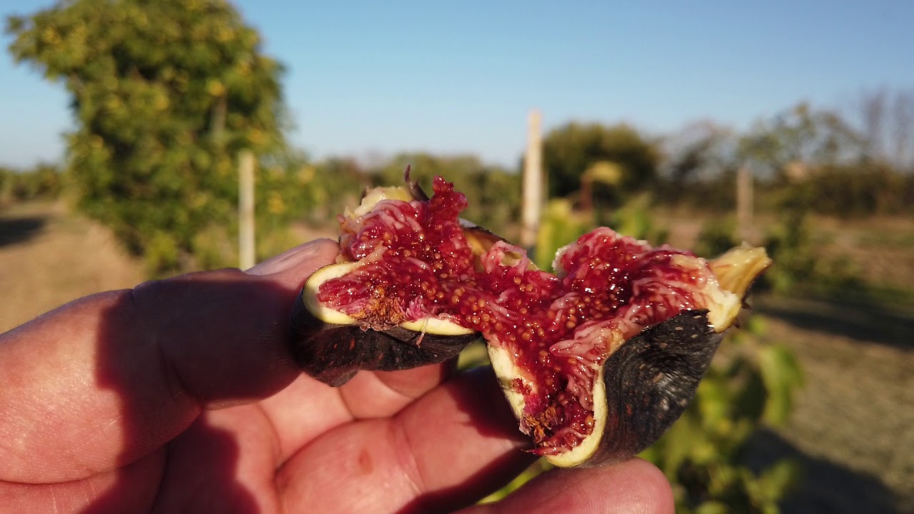 Figo Preto Variety of Fig