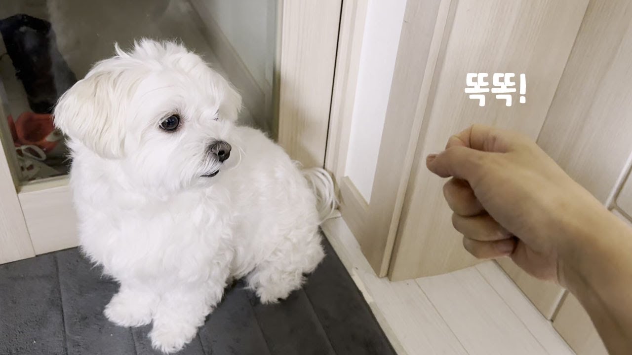 사람처럼 노크하는 법을 가르쳤더니 강아지 반응이 ㅋㅋ