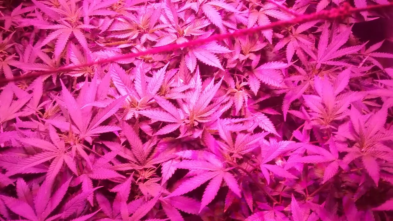 Bloombeast a520, TGA Subcool Jazz Queen, Ace Of Spades and Holysmokeseeds Guava Dubstar Day 1 12/12