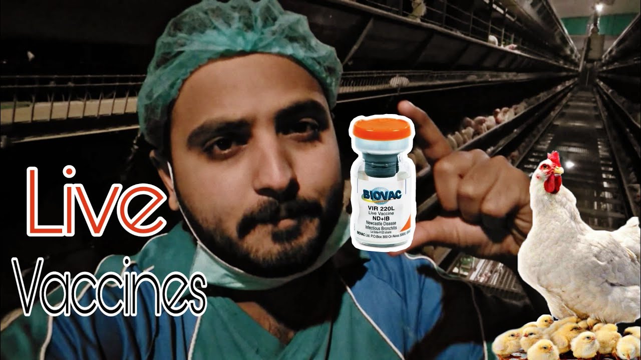 How to give Live Vaccines to Birds || ND and IB vaccines || Vaccination of Birds💉💉