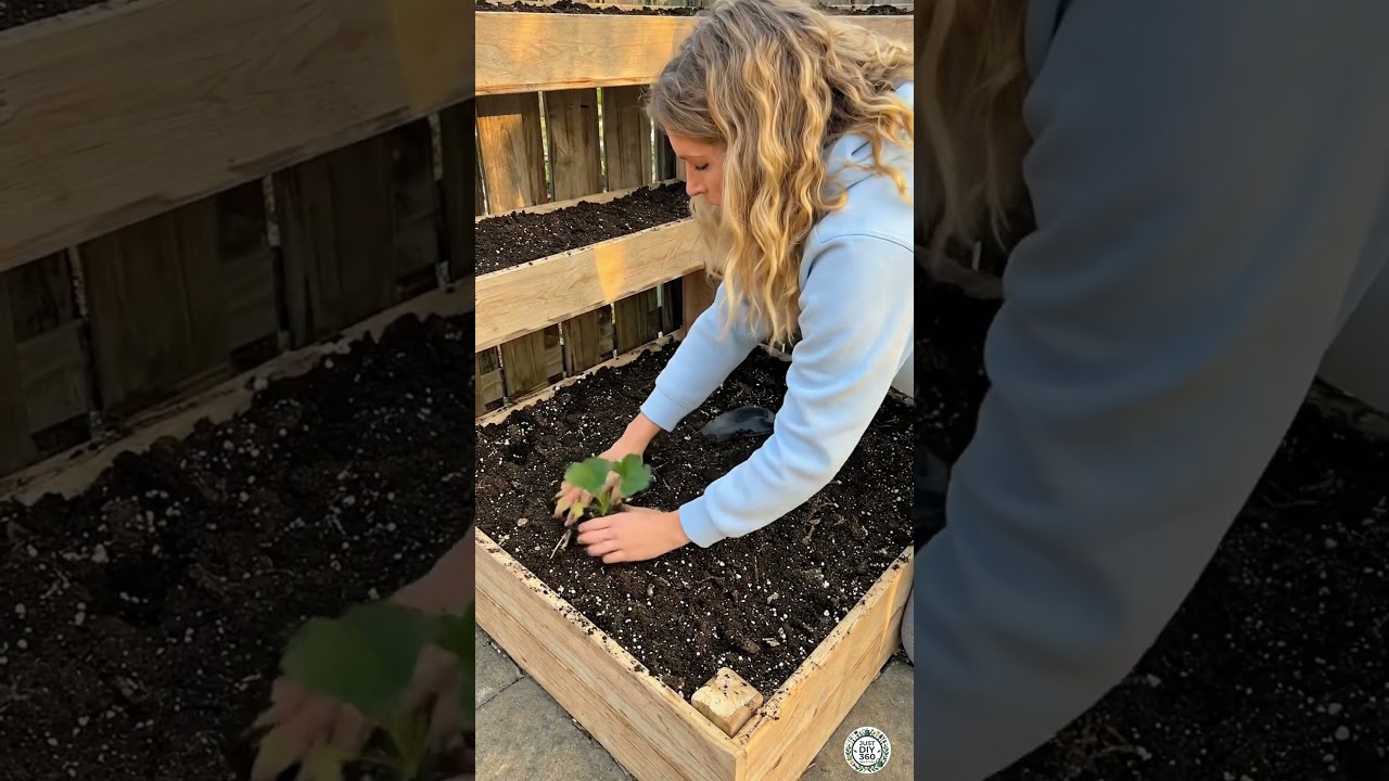 DIY 4-Steps Organic Strawberry Planter Setup | Backyard Garden Project #diygarden #SustainableLiving