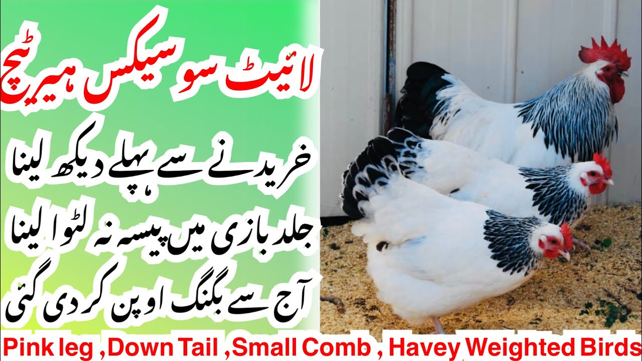 Light Susex Haritage Breed In Pakistan  Poultry ideas