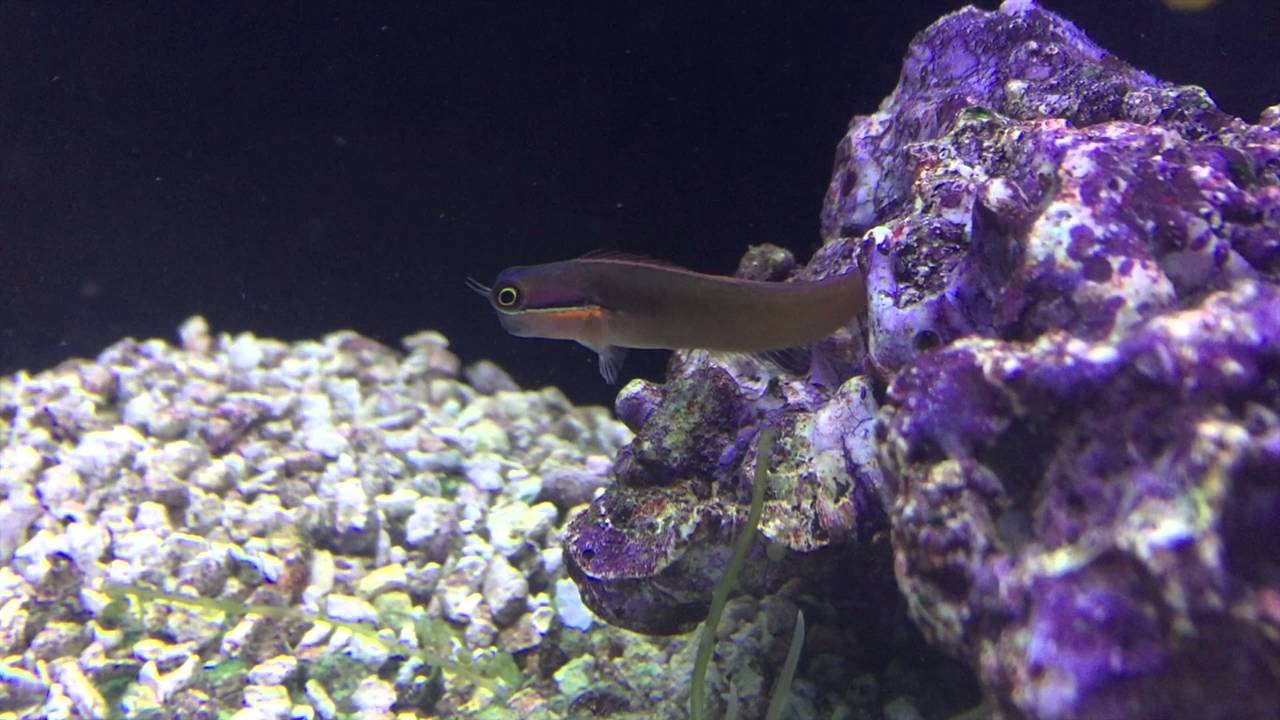 Species Spotlight Season 2 - The Tail Spot Blenny - Epsiode 21