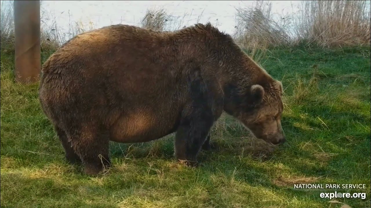 Katmai Bears 10-17-25.  Bear 